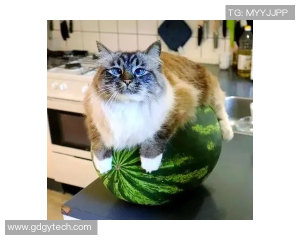 足球明星与他们的猫咪们那些温馨有趣的故事与瞬间盘点